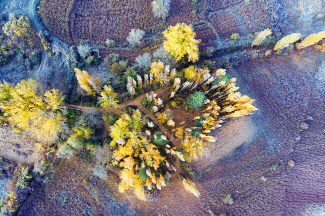 Spagna, Cuenca, Coltivazione di vimini a Canamares in autunno — Foto stock