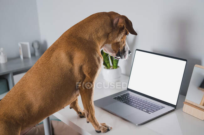 Perro mira a la pantalla del ordenador portátil en el escritorio de casa, pantalla blanca. Trabajar desde casa, teletrabajo, autoaislamiento y quedarse en casa concepto - foto de stock