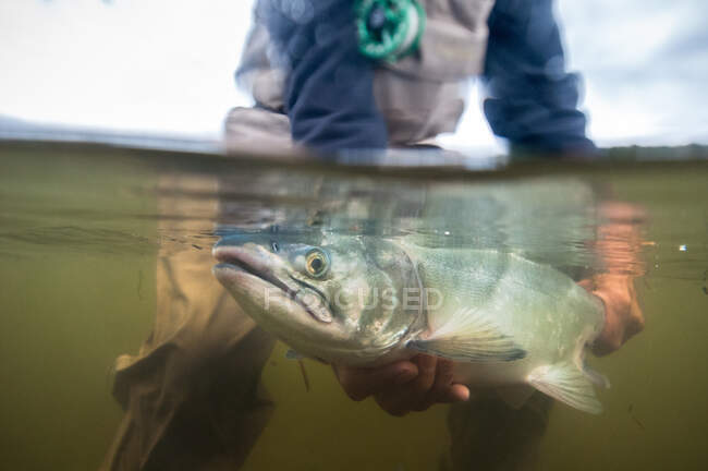Über-unter-Schuss eines Fliegenfischers, der einen Alaska-Lachs hält — Stockfoto