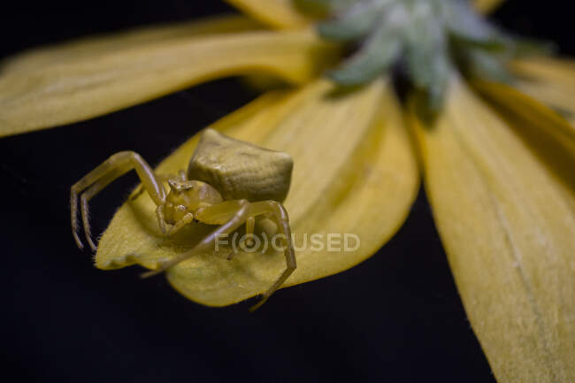 Araña Cangrejo Amarillo en una flor de margarita rosa - foto de stock