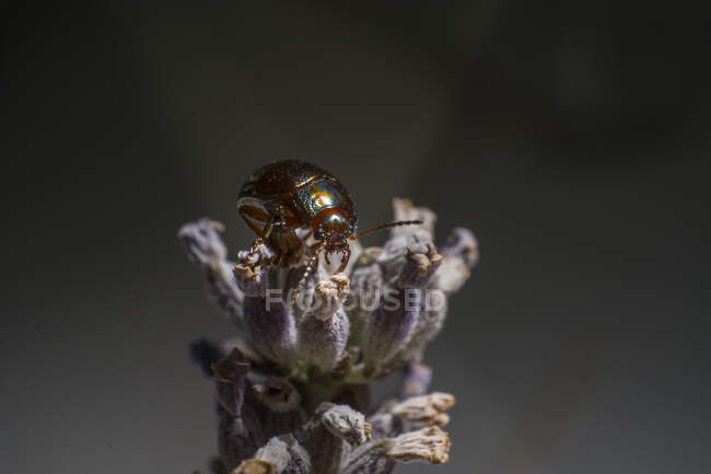 Insetti gioiello insetti scudo metallico — Foto stock