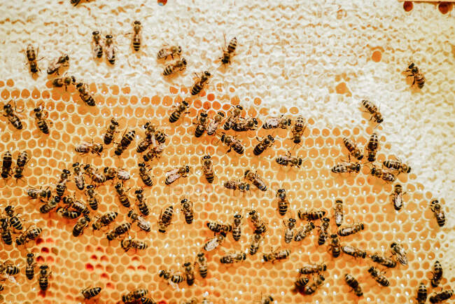 Marcos de una colmena de abejas. Apicultor cosechando miel. Apicultor inspeccionando la colmena de abejas - foto de stock