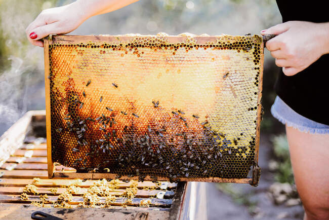 Immagine ritagliata dell'apicoltore mentre tiene in mano una cornice di legno — Foto stock