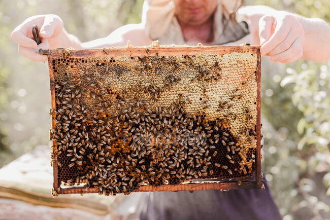 Cropped image of beekeeper  while holding wooden fram — Stock Photo