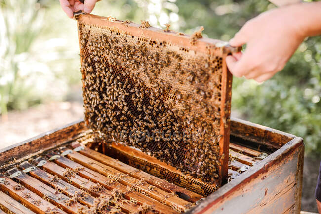 Imagen recortada del apicultor mientras sostiene el marco de madera - foto de stock