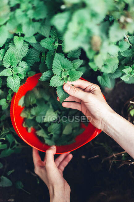 Plan recadré de femme récoltant de la menthe dans le jardin — Photo de stock