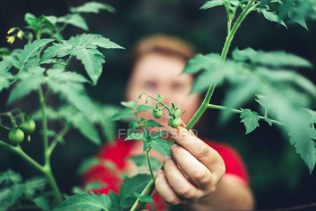 Крупним планом жіночі руки тримають органічні вишневі помідори — стокове фото