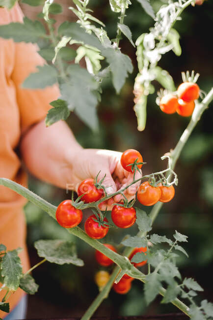 Primer plano de la mujer recogiendo tomates cherry orgánicos - foto de stock