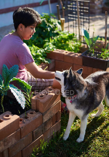 Um rapaz com um cão siberiano pela manhã — Fotografia de Stock