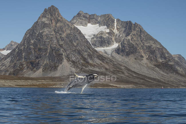 Jumping Humpback whale (Megaptera novaeangliae) and mountain landscape, East Greenland — Foto stock