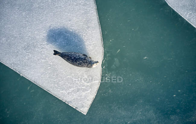 Вид сверху тюленя, лежащего на отколовшемся куске льда возле холодной морской воды зимой в Исландии — стоковое фото
