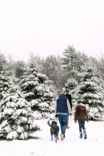 Tre giovani in cerca del loro albero di Natale in un giorno d'inverno — Foto stock