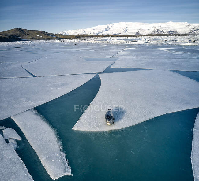 Wilde Robbe liegt im Winter in Island auf einer Eisscholle nahe der verschneiten Küste — Stockfoto