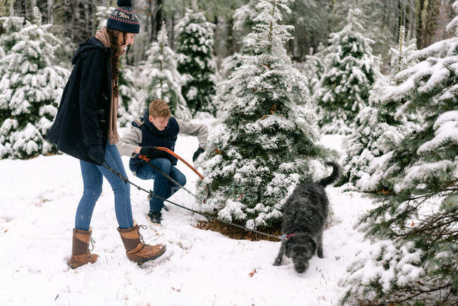 Giovane uomo taglio giù albero di Natale giovane donna e cane stanno guardando — Foto stock