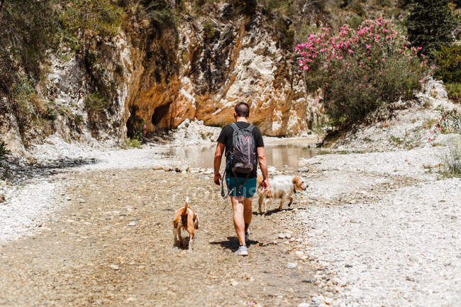 Young man hiking with his dogs — Stock Photo