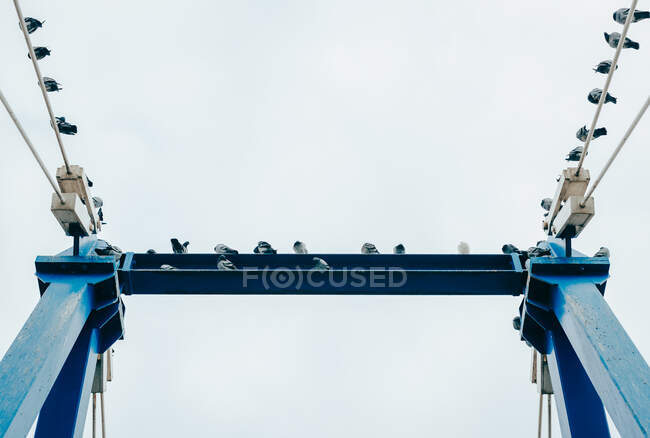 Group Of Pigeons Perched On A Blue Metal Structure Viewed From Below — Stock Photo