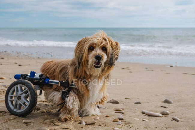 Cão em cadeira de rodas na praia — Fotografia de Stock