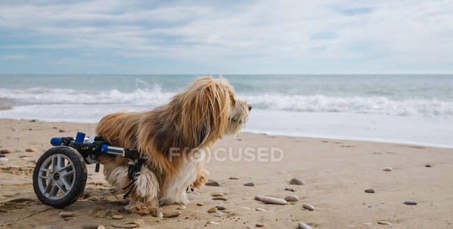 Dog in wheelchair on the beach — Stock Photo