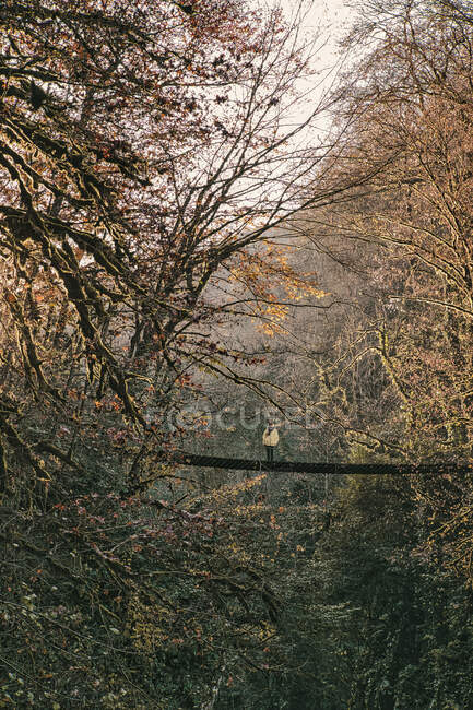 Jovem mulher em ponte suspensa na floresta de outono — Fotografia de Stock