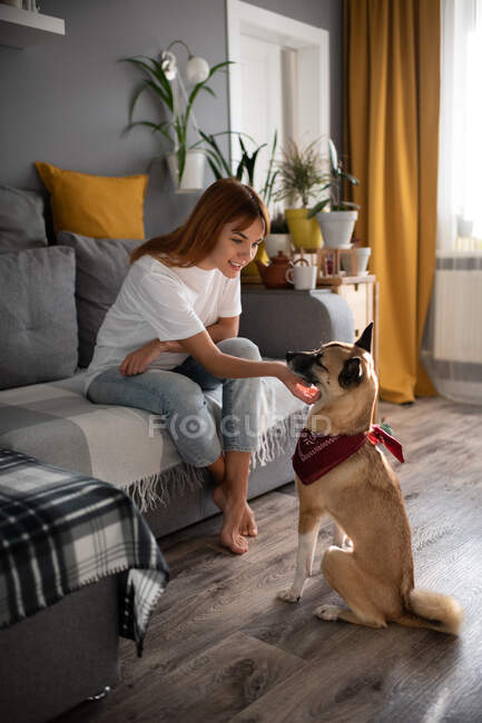 Повне тіло молода леді посміхається і подряпає шию вірного собаки, сидячи на дивані вдома — стокове фото