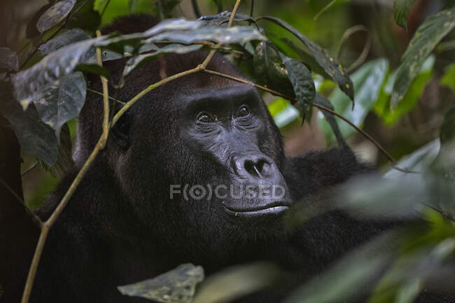 Western Lowland Gorilla (Gorilla gorilla gorilla). Dominante dorso plateado masculino. Bai Hokou. Dzanga Sangha Special Dense Forest Reserve, República Centroafricana - foto de stock