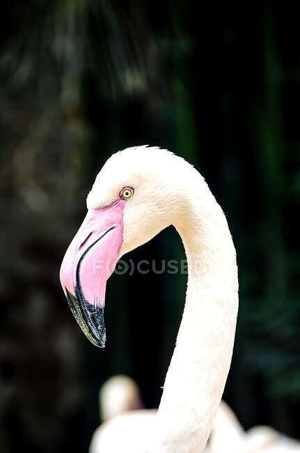 Красивый розовый фламинго в зоопарке — стоковое фото