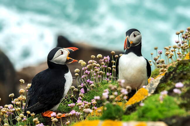 Puffin in the wild nature — Stock Photo