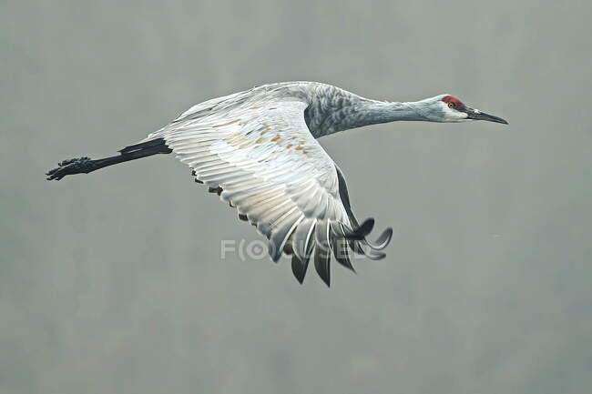 Grande egret (ardea alba), pássaro, pelecanus onocrotalus, ciconia, canadá — Fotografia de Stock