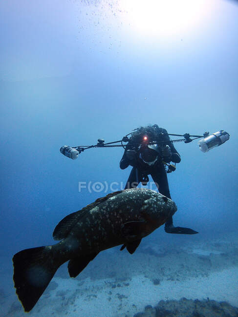 Fotógrafo submarino tratando de tomar una foto de un pez mero grande - foto de stock