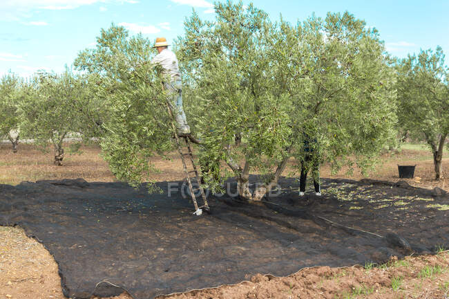 Человек на лестнице собирает оливки с вершины дерева в сельской местности в солнечный день. — стоковое фото