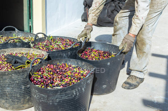 Agricultor com roupas de trabalho sujas carregando um balde cheio de azeitonas recém-colhidas. — Fotografia de Stock