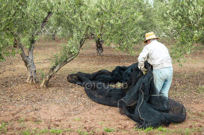 Velho agricultor com chapéu de palha no campo colhendo azeitonas usando uma rede. — Fotografia de Stock