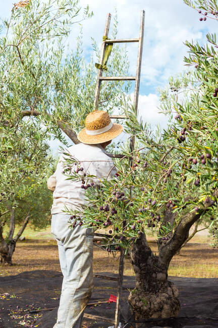 Bauer mit Strohhut, der eine Leiter trägt, um an einem schönen Tag Oliven von der Spitze des Baumes zu pflücken. — Stockfoto