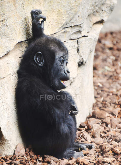 Um jovem gorila preto no zoológico no fundo, close-up — Fotografia de Stock