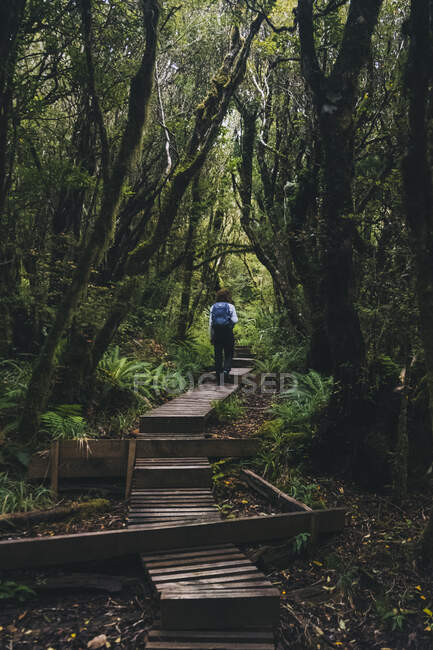 Giovane donna che percorre un sentiero di legno nella foresta pluviale fino al Monte Taranaki, Nuova Zelanda — Foto stock