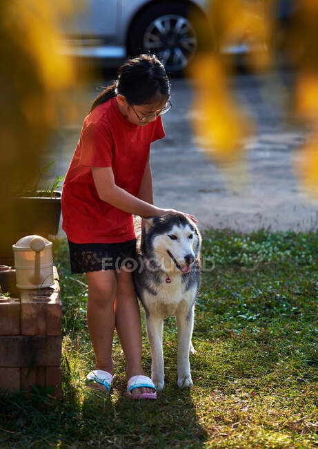 Девушка играет с сибирской хаски во дворе — стоковое фото