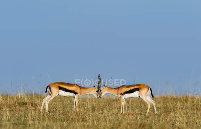 Una jirafa en la sabana de Kenya - foto de stock