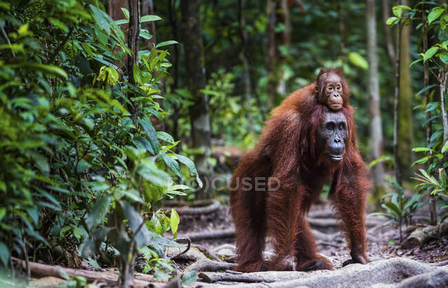 Orangután con el bebé en la selva en el fondo de la naturaleza - foto de stock