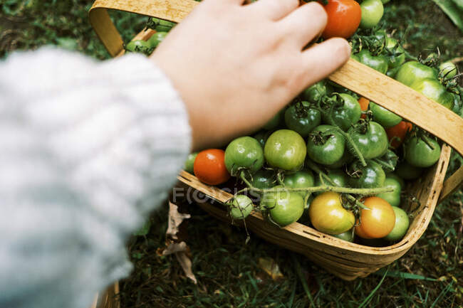 Обрізаний вид жінки, що збирає помідори в кошику . — стокове фото