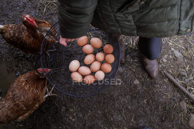 Cesta llena de huevos en poder de una joven en la granja - foto de stock