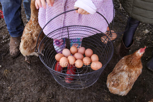 Panier d'œufs tenu par une petite fille en manteau rose dans une ferme — Photo de stock