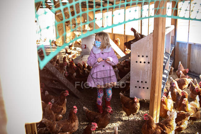 Girl collecting eggs in henhouse surrounded by chickens — Stock Photo
