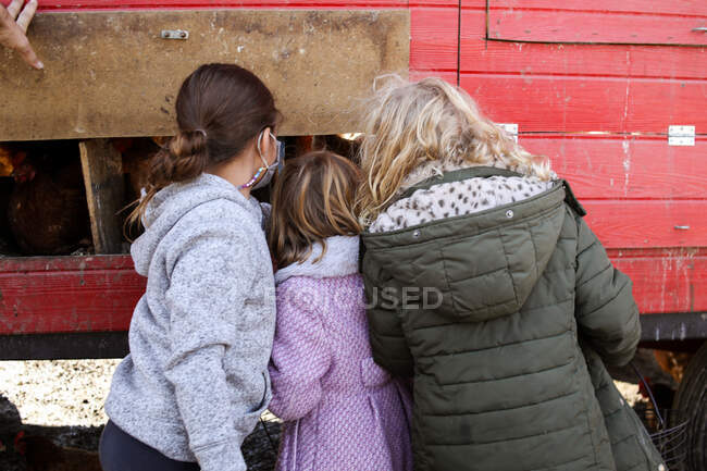 Tres niñas recogiendo huevos de gallinero en una granja - foto de stock