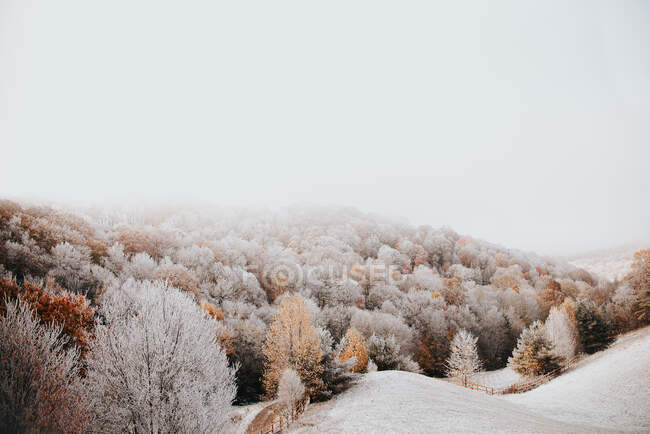 Beau paysage hivernal avec des arbres enneigés — Photo de stock