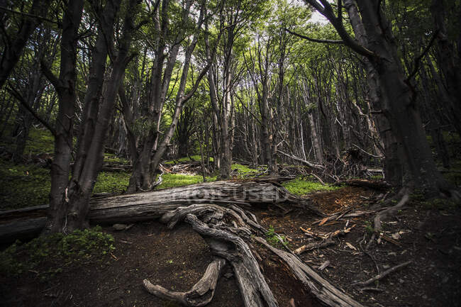 Una hermosa toma de un árbol en el bosque en el fondo de la naturaleza - foto de stock