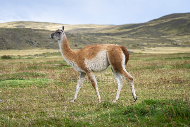 Lama en parque nacional torres del paine, Chile - foto de stock