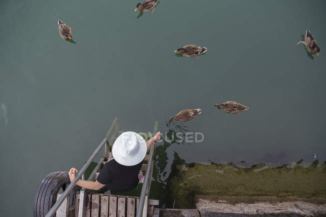 Persona sentada en el borde de un muelle alimentando patos - foto de stock