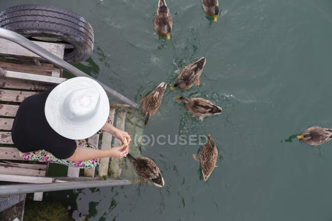 Pessoa sentada à beira de uma doca que alimenta patos — Fotografia de Stock