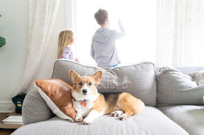 Kids looking out window with corgi dog laying on couch — Stock Photo