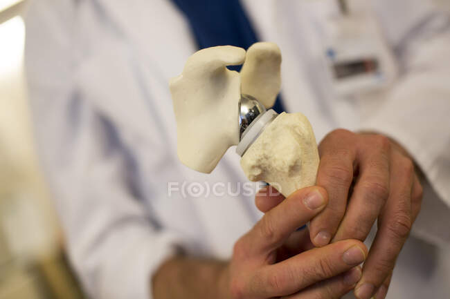 Primer plano del médico sosteniendo el modelo de huesos humanos - foto de stock